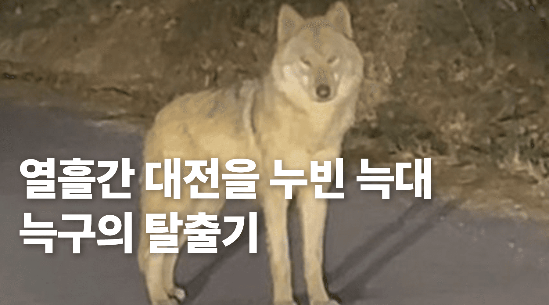 열흘 동안 대전을 누빈 늑대, ‘늑구’의 탈출기